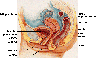 Female internal anatomy