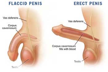 free-sex-therapy.com penis physiology