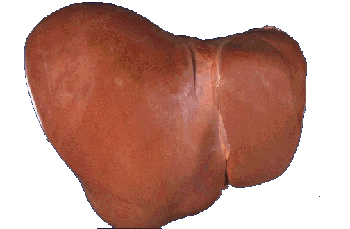 sex therapy normal liver
